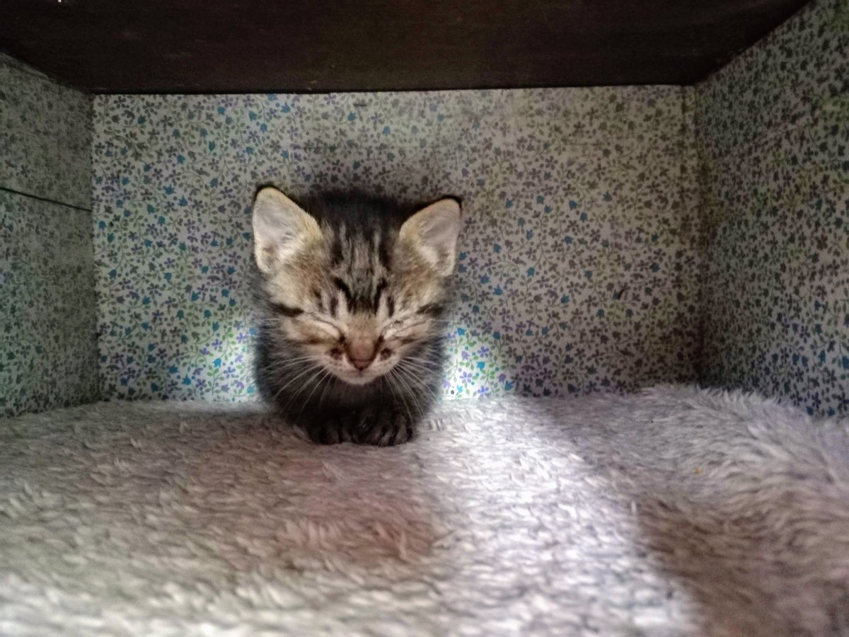 Migas_Princesa's tweet photo. This is tiny me, May 10th almost 3 years ago.
I declare now open the Migas 3rd anniversary celebrations. It will extend till the end of this month.
#CatsOfTwitter #CatsOnTwitter
#migas #notaprilfoolsday https://t.co/7sYVpI7Vut