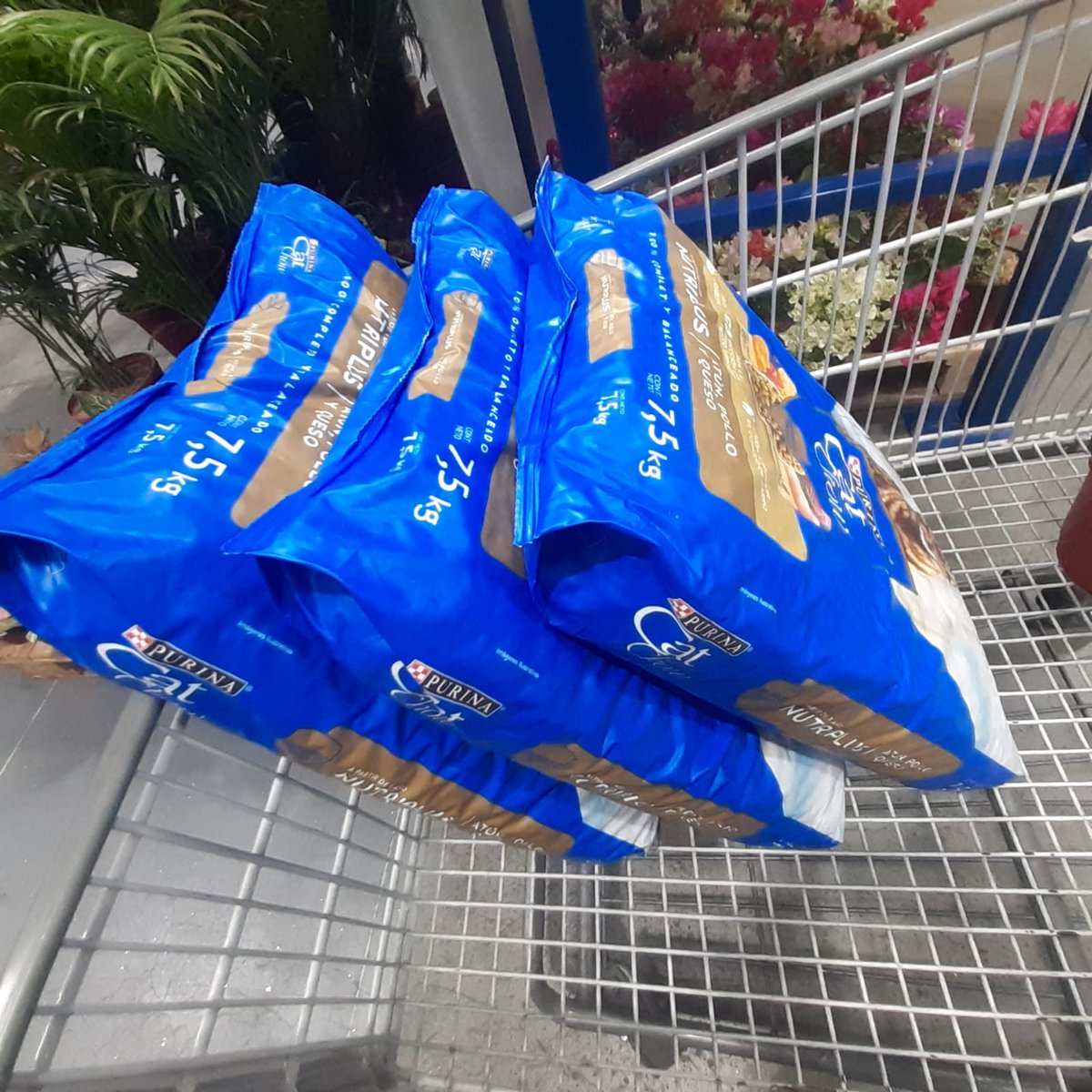 SmartCatsClub's tweet photo. The help has arrived to the destiny and the food is ready for the cats!! Sorry for the delay 😿
We are making the best for the best ❤️ https://t.co/jYgC5wIq6j
