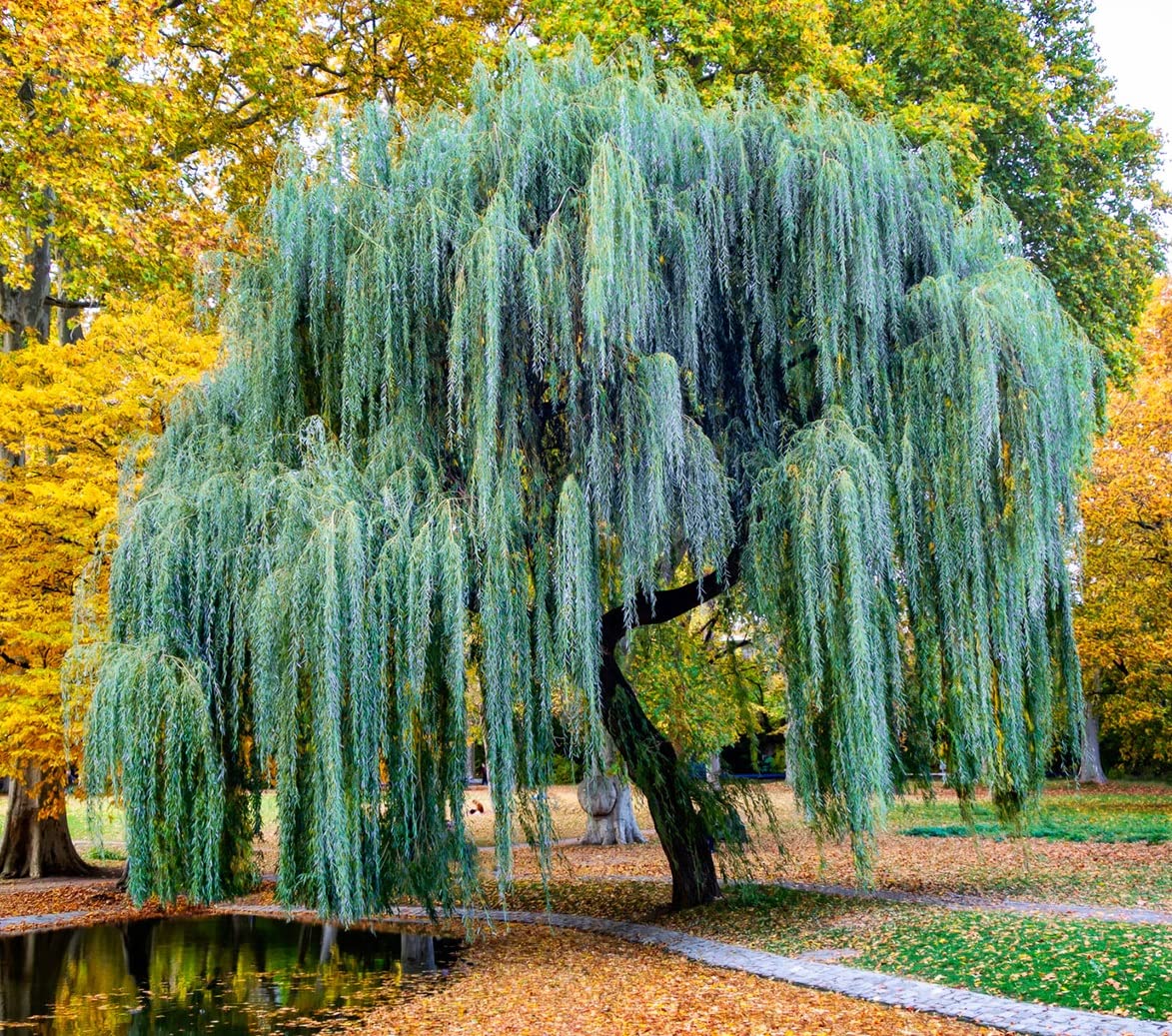 consciousrepo's tweet photo. if you see this tweet, quote it with 4 pics that expose your taste in trees https://t.co/iF7efd35HJ