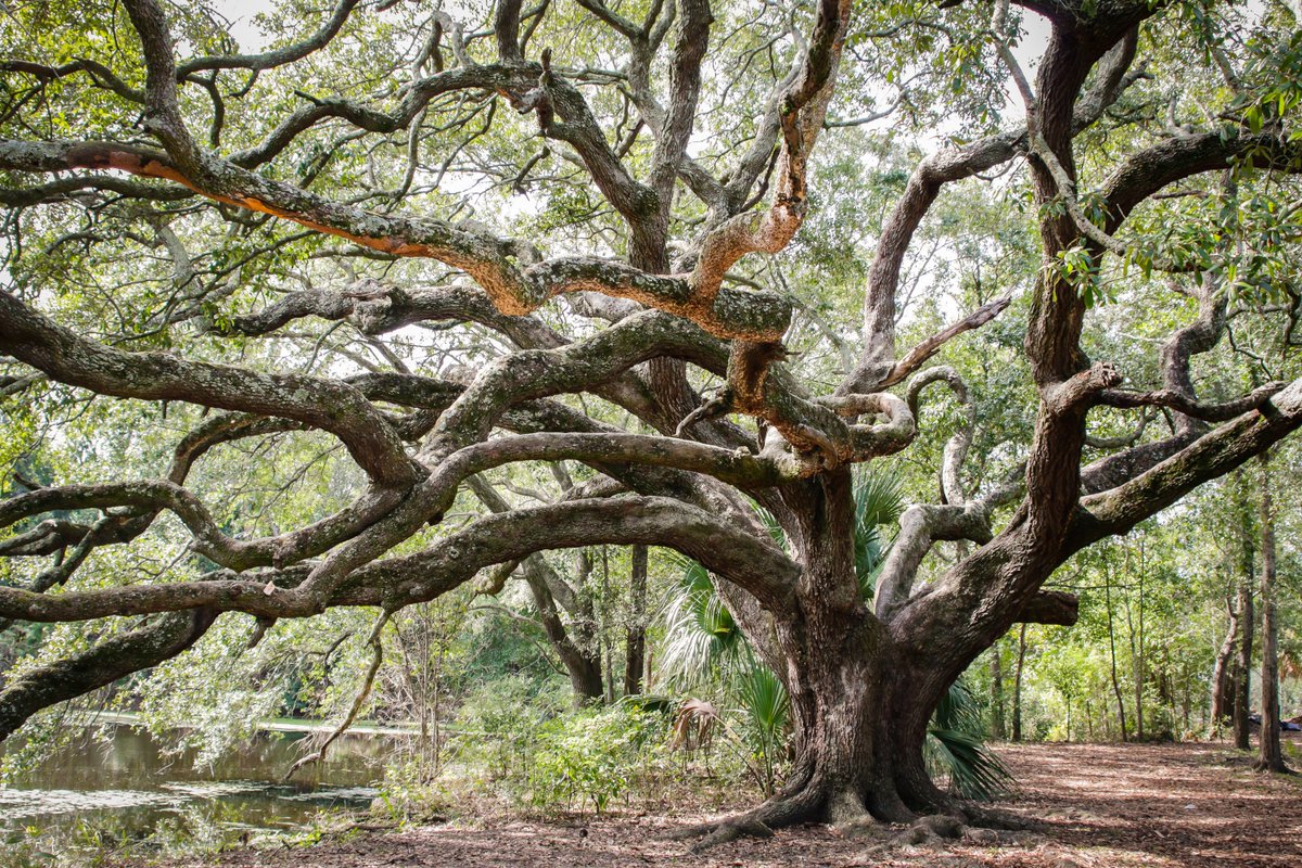 consciousrepo's tweet photo. if you see this tweet, quote it with 4 pics that expose your taste in trees https://t.co/iF7efd35HJ