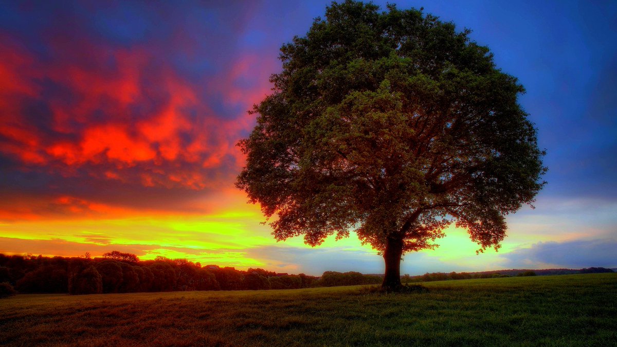consciousrepo's tweet photo. if you see this tweet, quote it with 4 pics that expose your taste in trees https://t.co/iF7efd35HJ