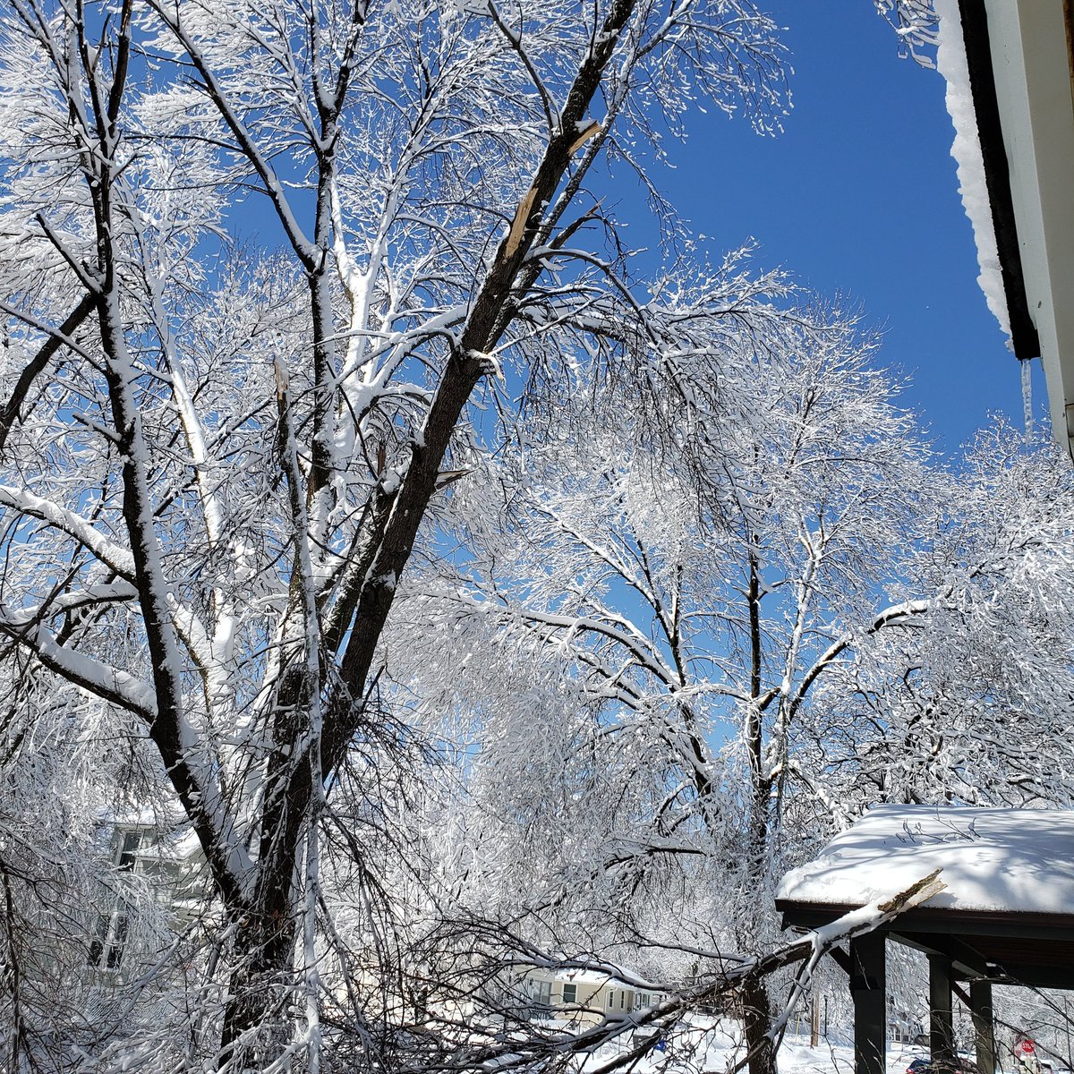 LisaW1986's tweet photo. #AprilFoolsBlizzard Woke up and still have power, roof is still intact and Big Maple racked up it's 8th life. Big sigh of relief from St. Paul. βββ
#mnwx https://t.co/r7qXSbSHH4