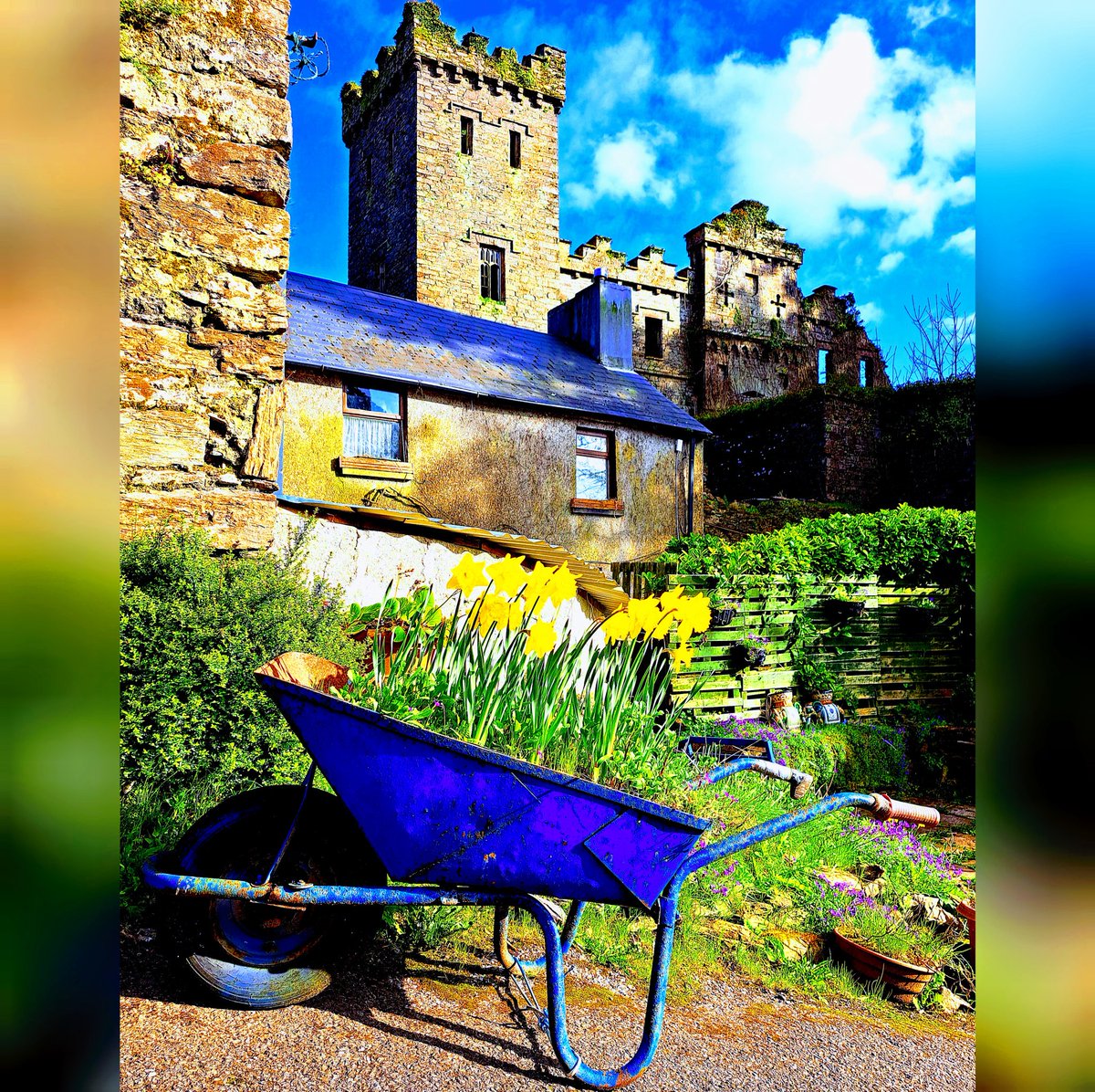 Easter Season is truly in the air for us all.

#daffodil #daffodils🌼 #lusanchromchinn #easter2023 #april2023 #casca2023 #spring2023🌼🌺🌱🌸 #earrach2023 #maíghchromtha💚🤍 #wheelbarrow