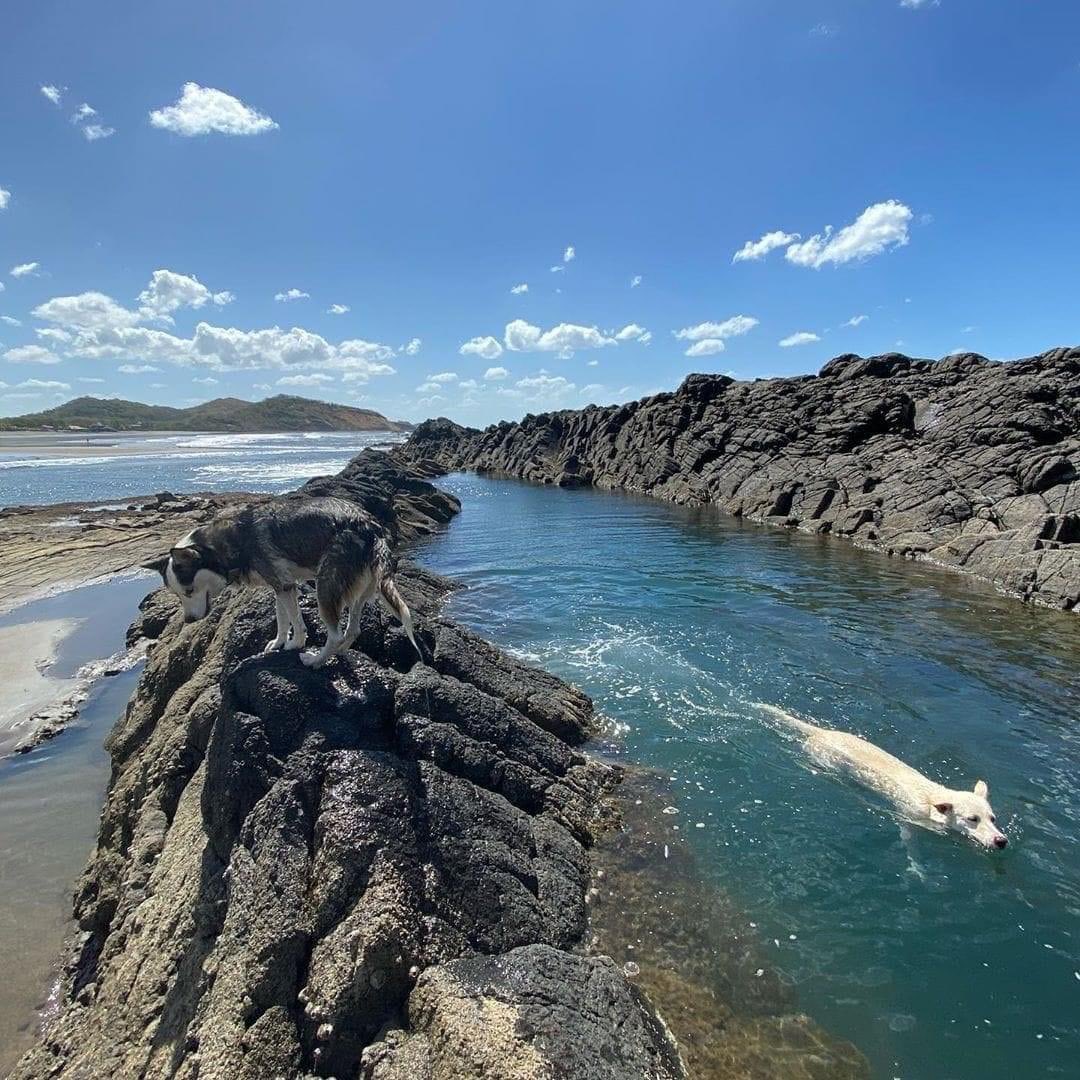 Para más Firulais anda en El Tránsito 😒

#VeranoVidaAlegría 🇳🇮🌊☀️