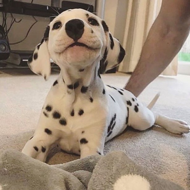 💖 (@twaniimals) on Twitter photo 