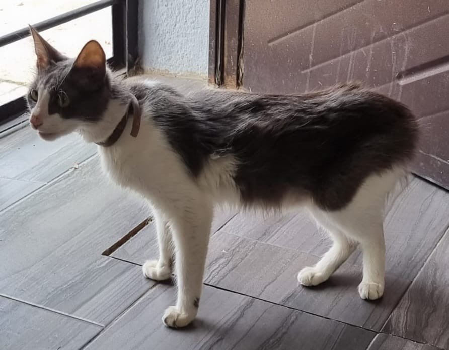 🔴URGENTE

➡️Apareció gata joven  dócil con collar antipulgas. 

➡️ Zona calles Cufre, Yaguari, Perdenal o mas lejanas a esas calles

➡️Parece pérdida hace tiempo porque esta flaca, con pulgas y sucia.

🙏Necesitamos encontrar dueños, transitorio o adopción 

Nos escriben por MP