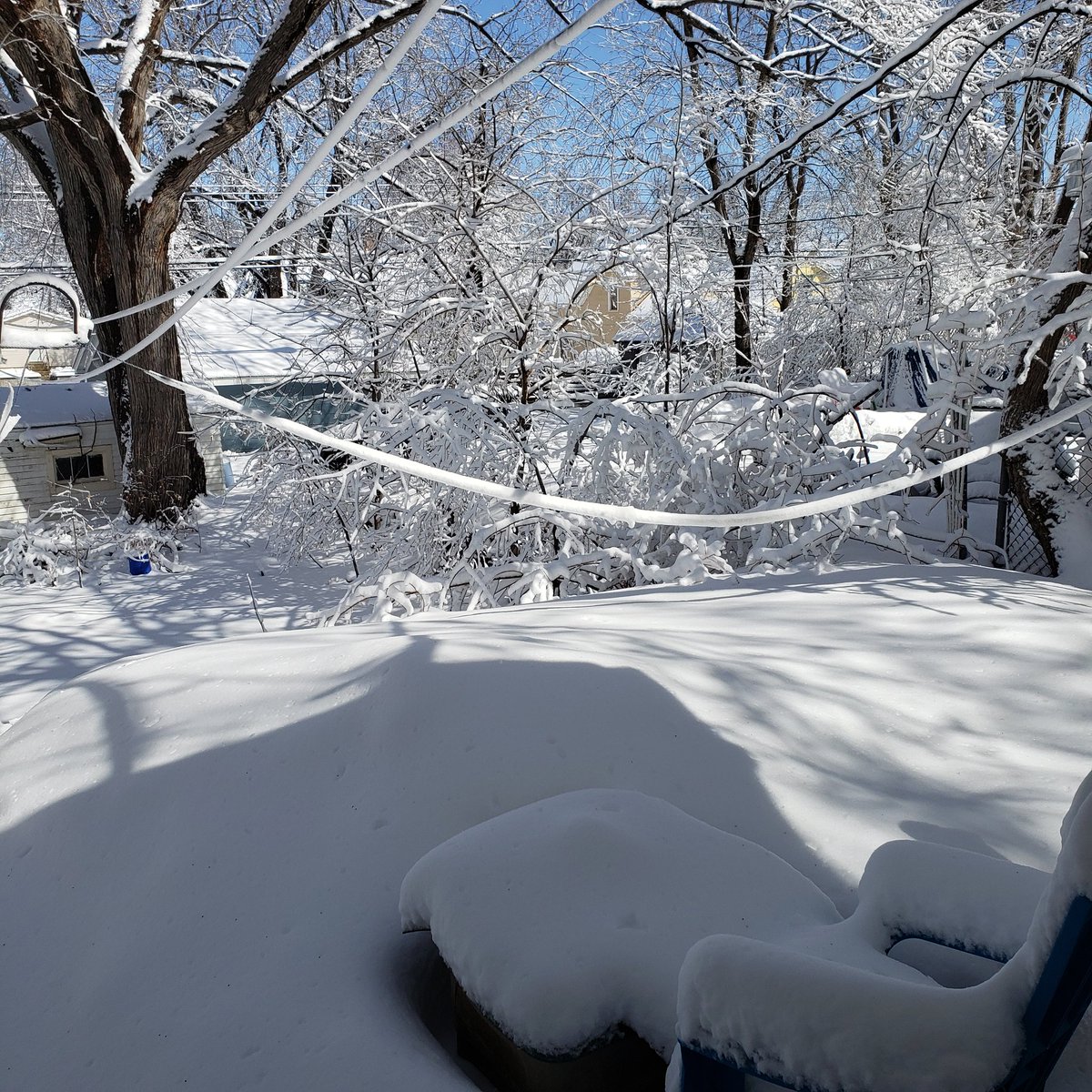 LisaW1986's tweet photo. #AprilFoolsBlizzard Woke up and still have power, roof is still intact and Big Maple racked up it's 8th life. Big sigh of relief from St. Paul. βββ
#mnwx https://t.co/r7qXSbSHH4