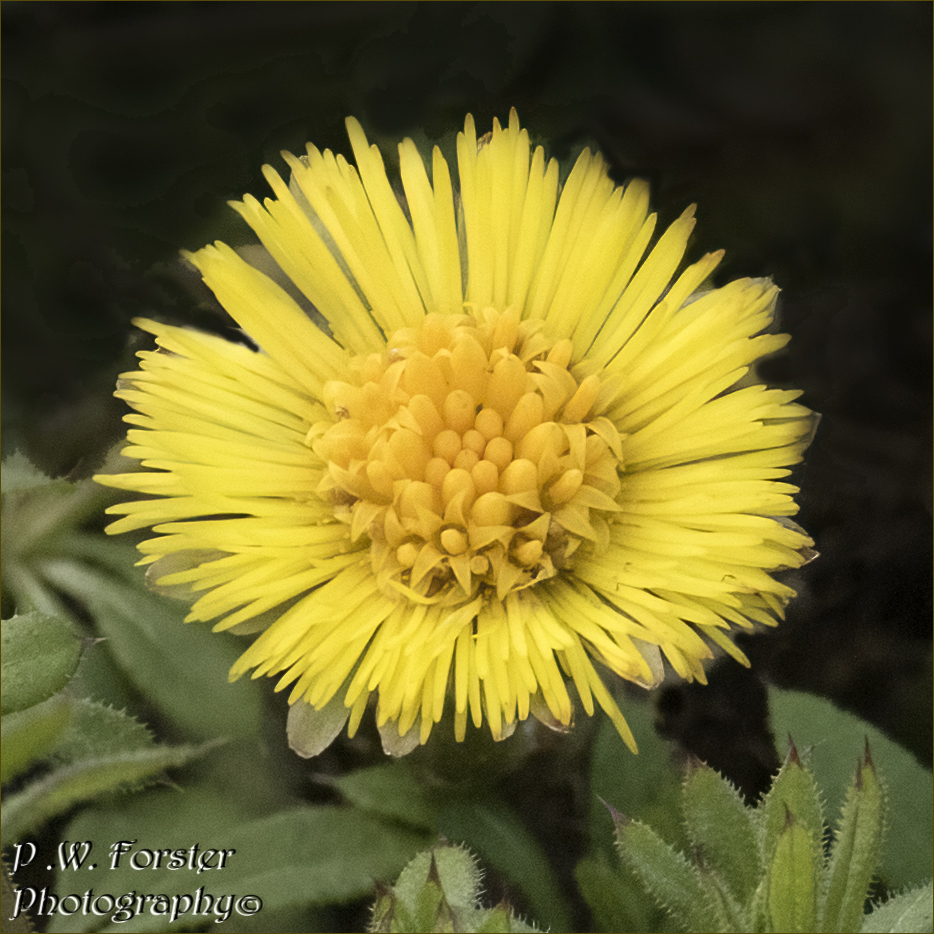 paul230156's tweet photo. Nice to see Coltsfoot in Flower Margrove
@teesbirds1 @WhitbyNats @Natures_Voice @wildlife @teeswildlife
@TeesmouthNNR
@RSPBSaltholme @YWT_North
#7dmk2 #ukflowers @BOTANIST_01 @RoyalBotanical #Flowers #Springflowers https://t.co/lbA3MNVkIJ