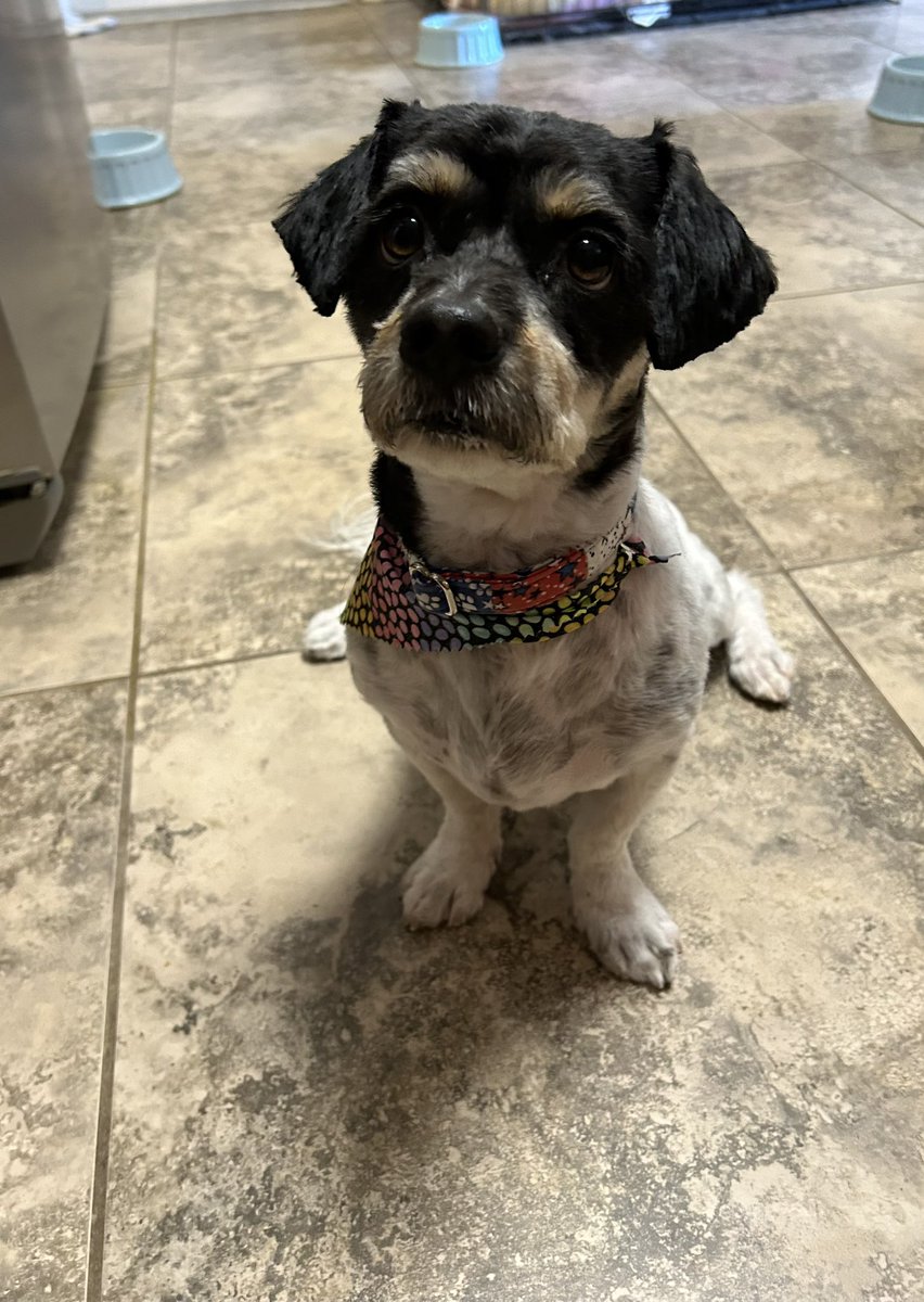 petunia1167's tweet photo. Grooming day! The groomy lady, Miss Cynthia, told mom I
was a good boy so I got extra treats! - Love, from Buddy xoxo https://t.co/dMneAy0RmO
