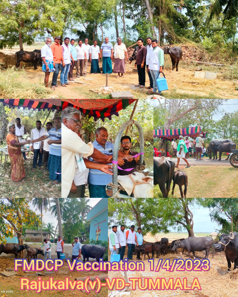 DRAPRAVEENKUMA's tweet photo. Conducted Animal health&amp; Fertility camp, FMD vaccination programme at Rajukalva(V), Repalle(M) .camp inaugrated by Sarpanch &amp;Dist. Agriculture advisory board member T. Srinivasarao garu. @APAHD2023 @DahoBapatla #FMD #NADCP #Healthcamps #Fertilitycamp #Preventivevaccinations https://t.co/yYXpiMjMiS