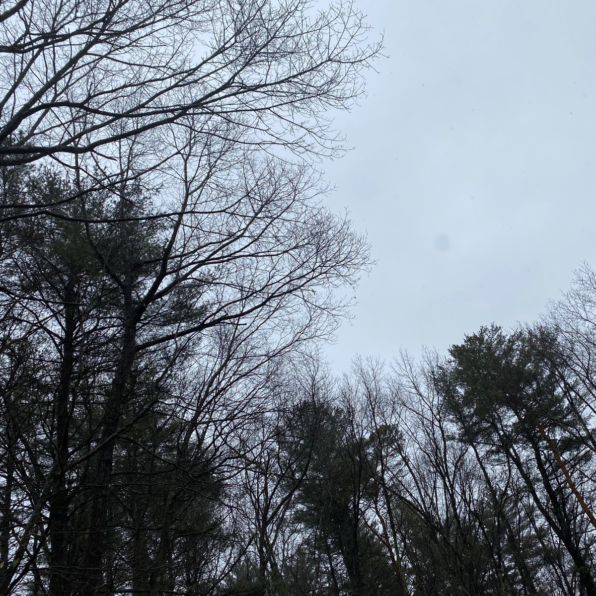 Perfect New England weather for the first day of Camp: rainy, cold, moody, coffee. Goal today is to edit/re-write 8280 words.☕️📝☔️
#CampNaNoWriMo