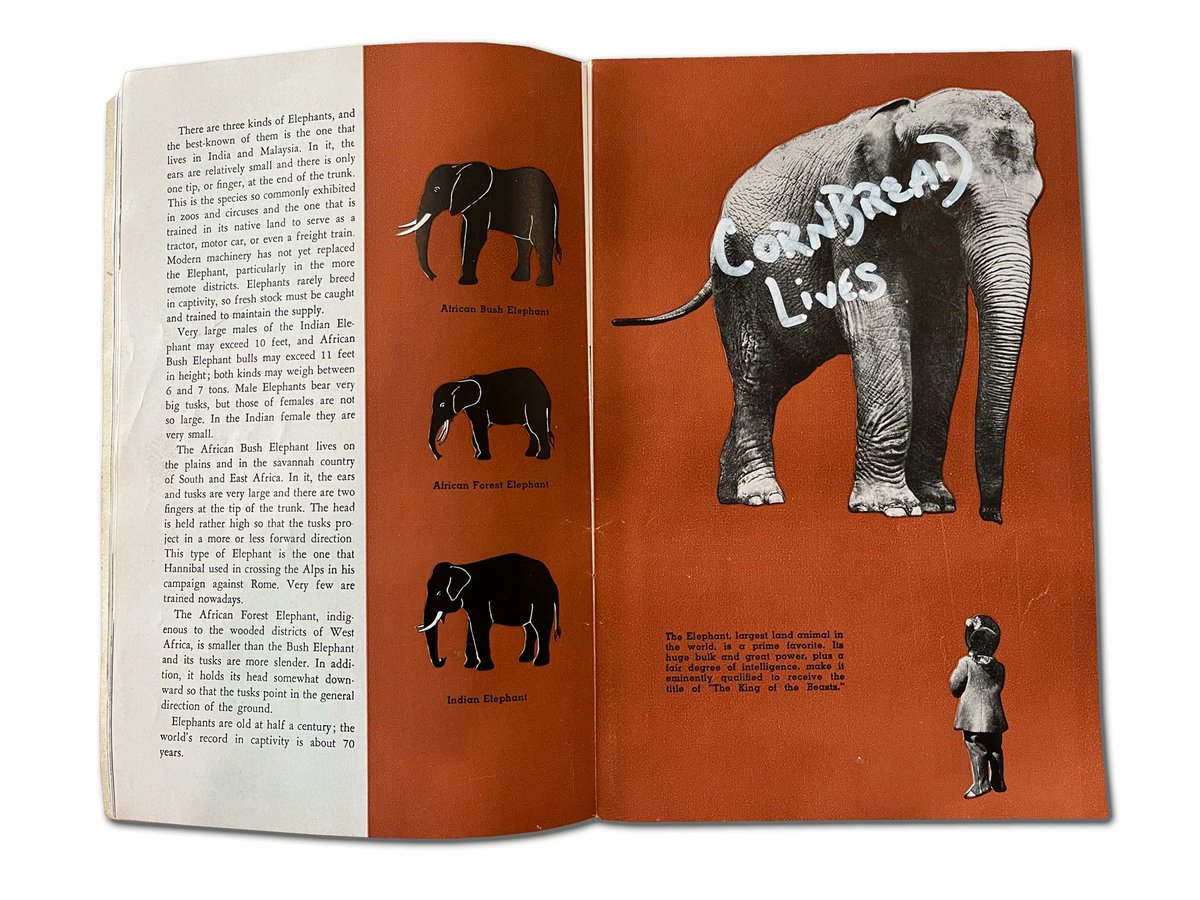 dgt_wall's tweet photo. En 1971, un article le déclare mort. Pour prouver qu'il est bien vivant, il s'introduit dans le zoo local et peint sur les flancs d'un élèphant "CornBread lives". https://t.co/a2Pv2gZbty