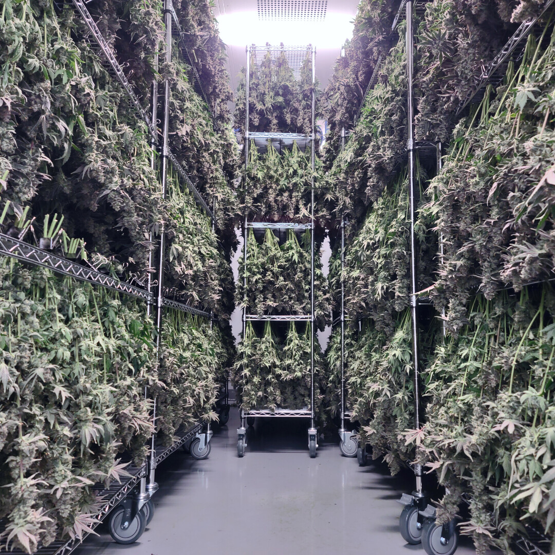 WHOA. Just peeked at a recent lot of Cobra Lips (22306A100111DZ): 29.9% THC &amp; 3.35% terps. 

Hunted in-house, hang dried, hand trimmed, slow cured. Have you kissed this Cobra? Get on it!