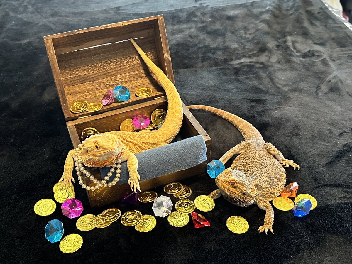 DragonLair4's tweet photo. Our Etsy shop is getting pretty busy! Don’t forget your Easter Beardies and Dragon mothers out there!!  https://t.co/VVgacj82qQ https://t.co/kfVDhhLBYv