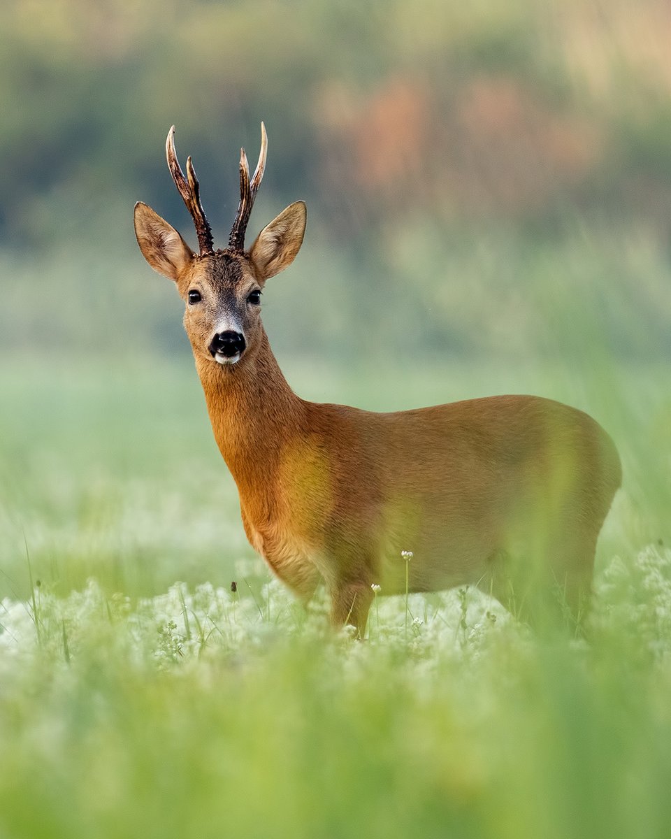 VikingArmsLtd's tweet photo. It's that time of year again guys.🇬🇧🦌🌿

#Roebuck #FieldToFork Hunting #UK #MerkelHunting #Leupold #Ruger #VIKING https://t.co/ynWOmG4mWm