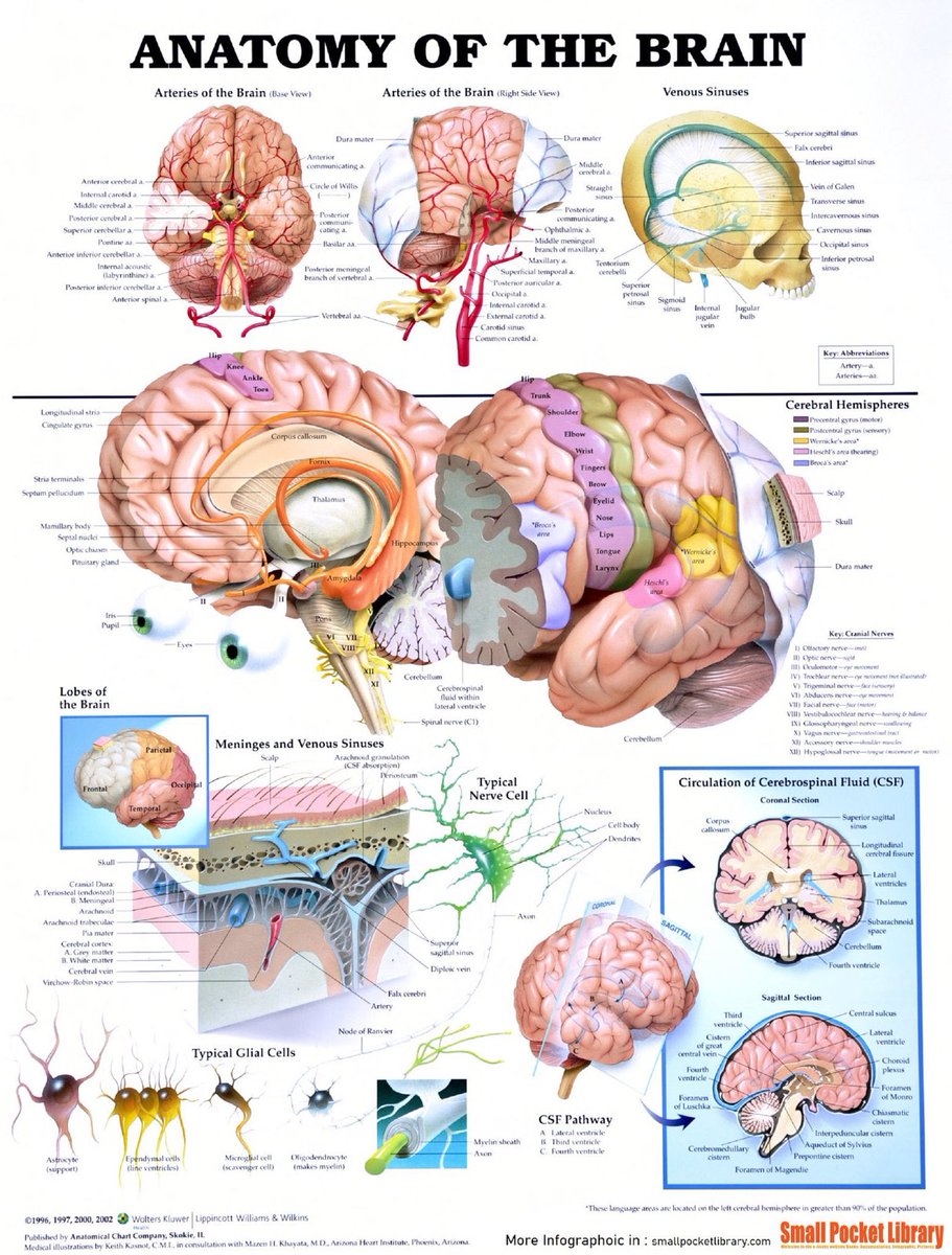 DrPharmDMDTh's tweet photo. Anatomy of the brain.

Source: @LibraryPocket

#neurotwitter #neuroscience #stroke #neurotwitter #vascular #brain  #Neurotwitter #MedTwitter #MedStudentTwitter #neurotwitter #MedEd #brain #neurology #anatomy #medicine https://t.co/e4v5cseHT2