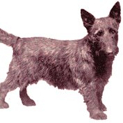 About #roman #dogs and their similarity with modern dogs (selective convergence hypothesis) and what i wrote in my #books (#Links #below)
#Dogsarefamily #dogsoftwitter #DogsBehavingVeryBadly #Archaeology #History #Celtics #art #artwork #RomanReigns