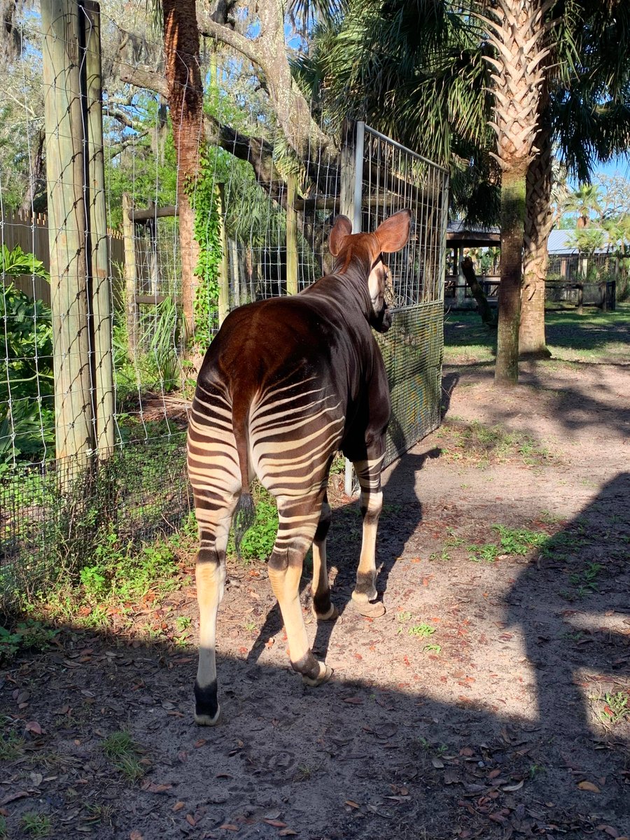ZooTampa at Lowry Park tweet media