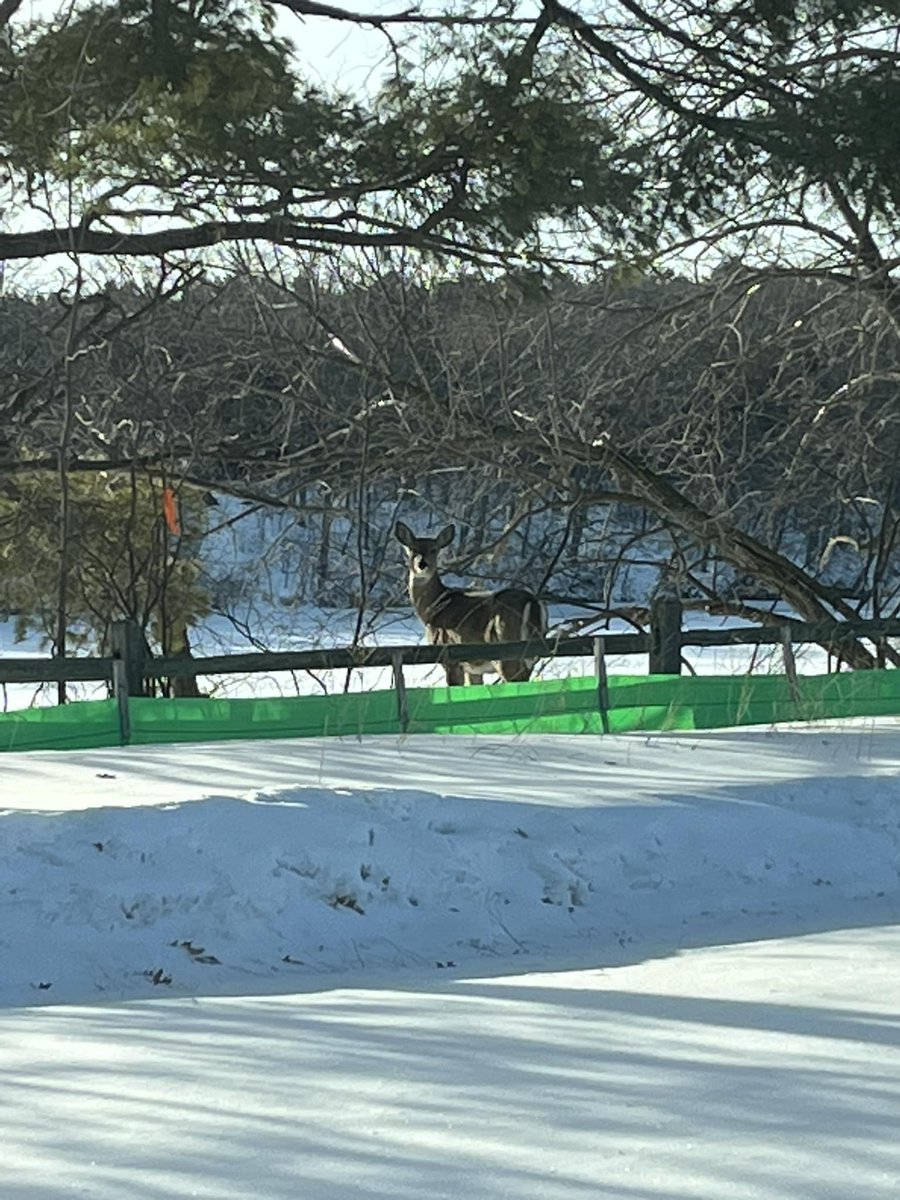 Weyerhaeuser Museum tweet media