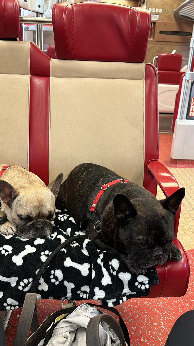 souleyoga's tweet photo. Scored the best seat on the @MTA @MetroNorth #dogsofthetrain #dogdaysoftraining #dogsoftwitter https://t.co/c7cCoKuxcO