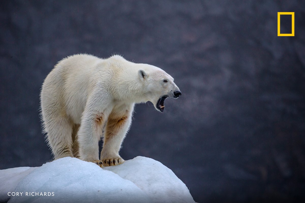 National Geographic on Twitter "A polar bear stands on a cliff and