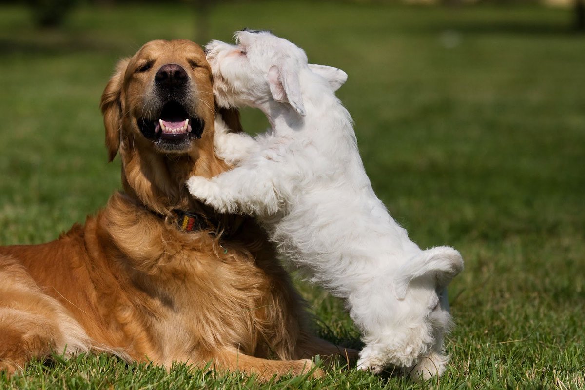 TheSubieSmith's tweet photo. Happy #NationalDogAppreciationMonth! Let us take a moment to express how much we adore and cherish our canine companions. Share a photo of your dog with us; we love to see them! https://t.co/KpceI6XQfo https://t.co/rwkOnBynBB