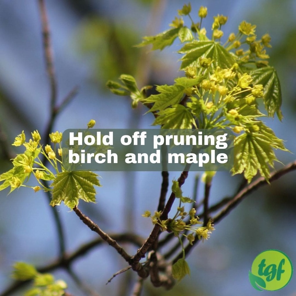 (Tumblr ift.tt/KcdMUu7) Hold off pruning birch and maple.⁠ Prune in late summer or early autumn.⁠
⁠
#pruning #pruningtip #pruningguide #pruningforbeginners #gardening #thegardenersfriends #prune #treehealth #whentoprune #pruningseason #birch #maple #bleedertree #ble…