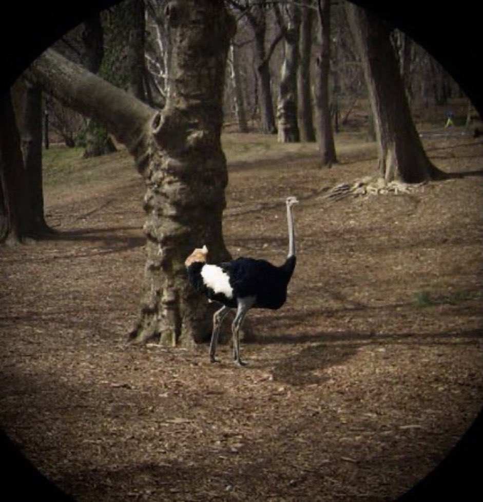Large flightless bird observed in Central Park. Need help with ID!