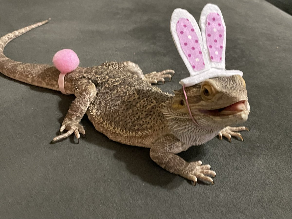 DragonLair4's tweet photo. Only a week away! Is your Easter Beardie ready for the holiday?!?! Get your order in today!!  

Some additional charges may apply on shipping to get in time, but we will let u know ahead of time of course! 

https://t.co/VVgacj82qQ

#BeardedDragon #dragon #beardies #derpy https://t.co/ahfR2XgKne