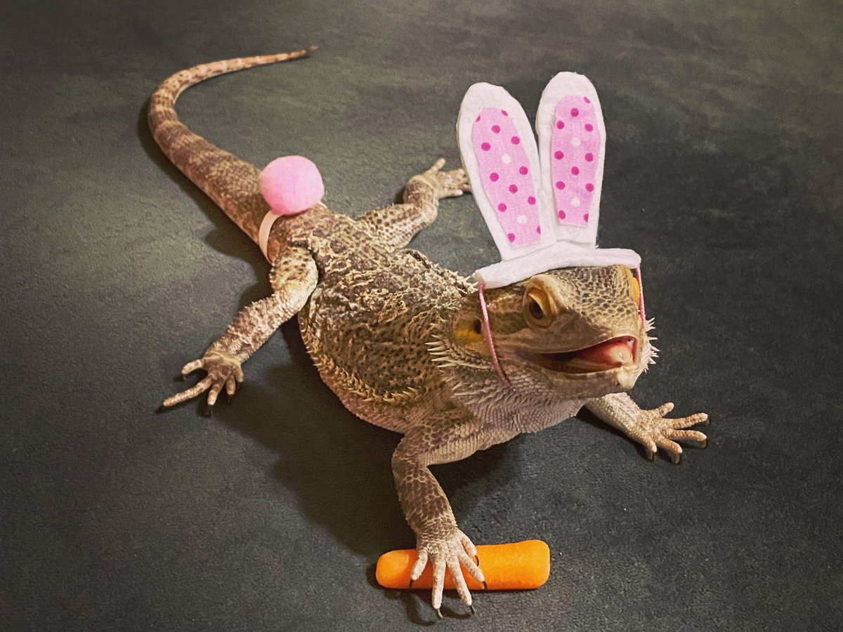 DragonLair4's tweet photo. Only a week away! Is your Easter Beardie ready for the holiday?!?! Get your order in today!!  

Some additional charges may apply on shipping to get in time, but we will let u know ahead of time of course! 

https://t.co/VVgacj82qQ

#BeardedDragon #dragon #beardies #derpy https://t.co/ahfR2XgKne