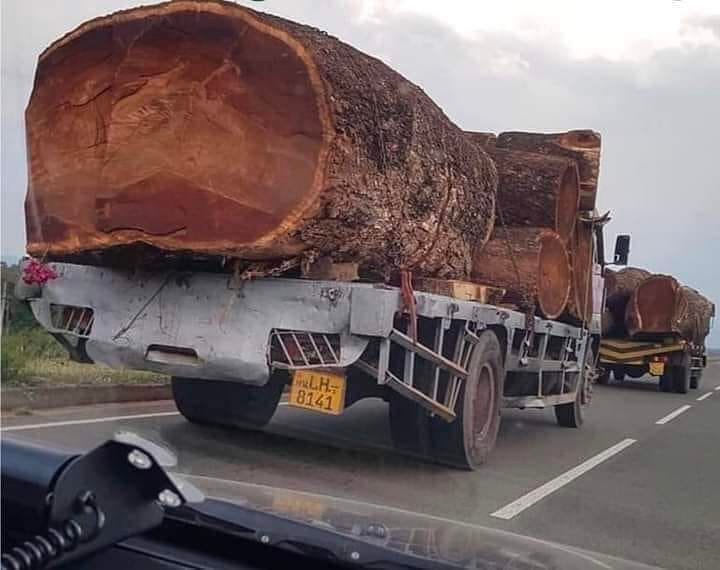 A los edificios antiguos se les cuida ¿Por qué a los árboles milenarios no?