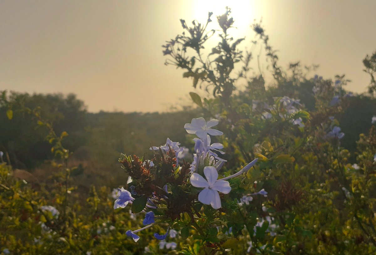 I desideri non invecchiano 
quasi mai
con l'età 

Sampieri, Sicilia 

#francobattiato 
 #LeStagioniDellAmore
#SalaLettura