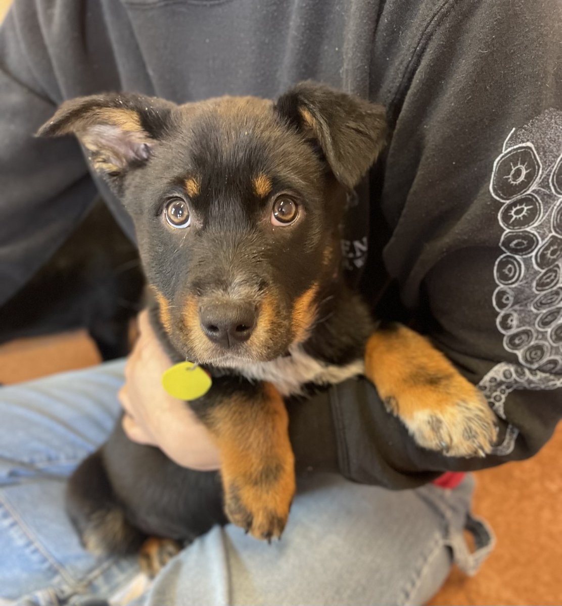 WE HAVE PUPPIES available for adoption! Come meet your new best friend at our Adoption Center in Stanwood! thenoahcenter.org/dogs #adoptdontshp #adoptashelterdog #pnwpets #pnw
