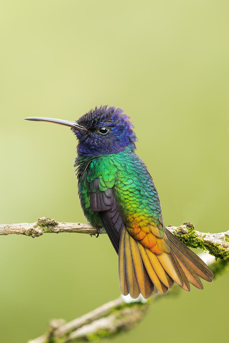 JohnQuinteroMFC's tweet photo. Este espectacular colibrí se puede observar muy cerca a Bogota se encuentra en una ruta maravillosa con bastante aves 
Mambita Cindinamarca 
Chrysuronia oenone https://t.co/hpbb5gxHtr