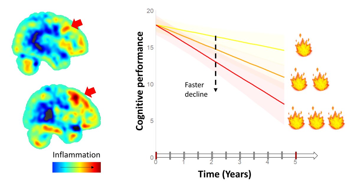 Malpetti et al. report that inflammation in frontal regions is associated with faster cognitive decline in people with a clinical diagnosis of frontotemporal dementia, providing complementary information to measures of grey-matter volume. bit.ly/3ZB1LFw