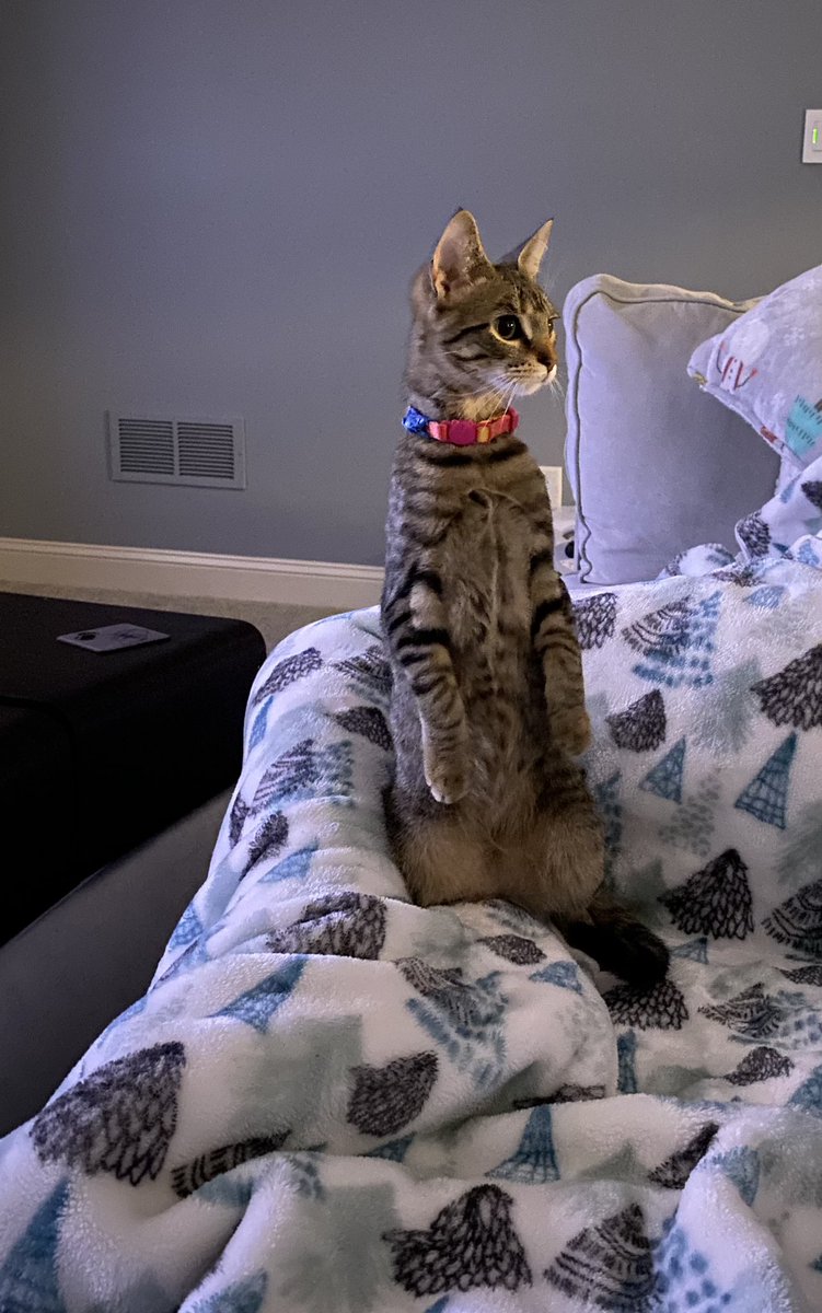 TruthSeekingKMS's tweet photo. @cornellcats Was adopted as a cat, but now I’m thinking meerkat… 🤔 https://t.co/auxRTcHM9v