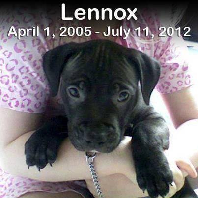 Team_DDAWatch's tweet photo. Today we remember a very special dog called Lennox. 🌈Happy Heavenly Birthday Lennox 🌈
Always in our hearts forever and never forgotten xXx
'A Life that touches others goes on forever' 
❤️🐾🐾❤️
#EndBSL #LennoxLegacy #endbslworldwide #ddawatch https://t.co/zIVxYi0QhN