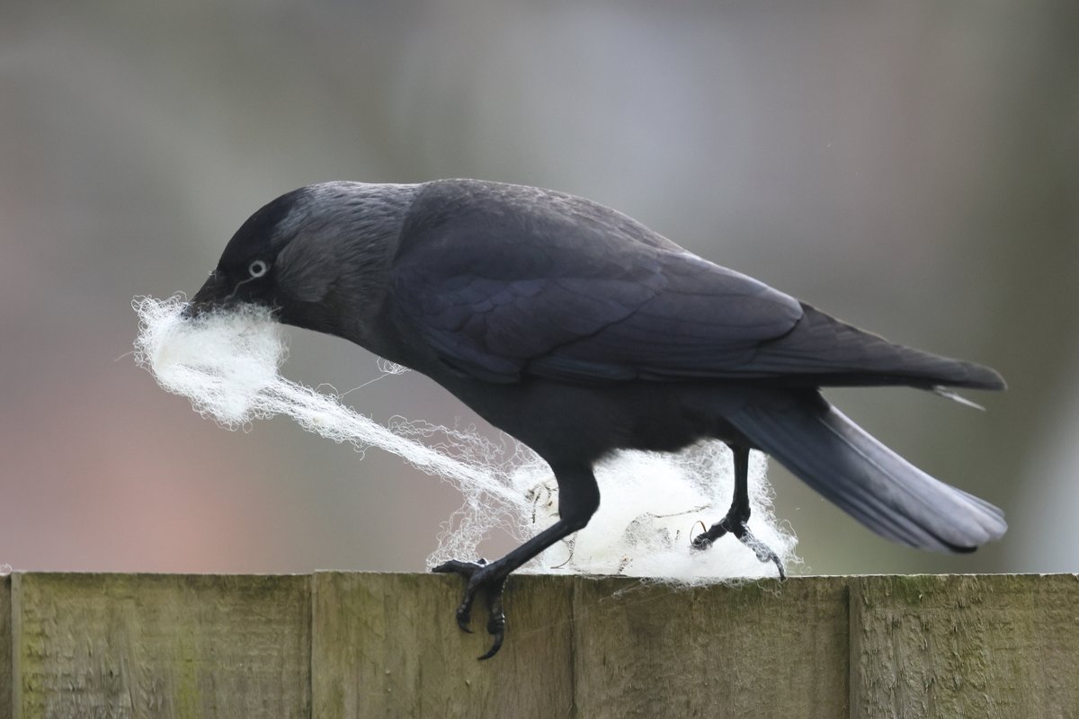 I have a tiny #Somerset garden. It's a bit rough and overgrown in place but the birds love it. Blackbirds &amp; Robins collect worms and now a few Jackdaws. Have hung sheep wool collected from barbed wire and it seems to be a must for the nesting Jackdaws
<a href="/Natures_Voice/">RSPB</a>  #WildIsles