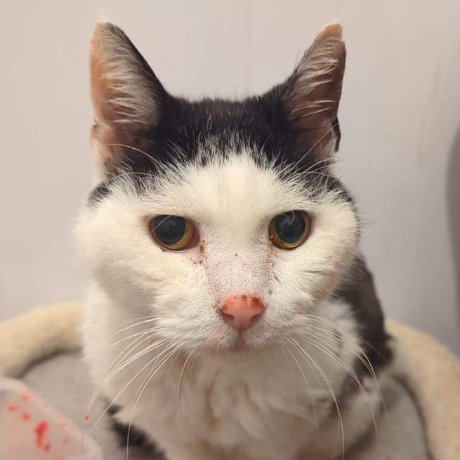 Stray Cat Rescue Team West Midlands on Twitter "And the “worry of the