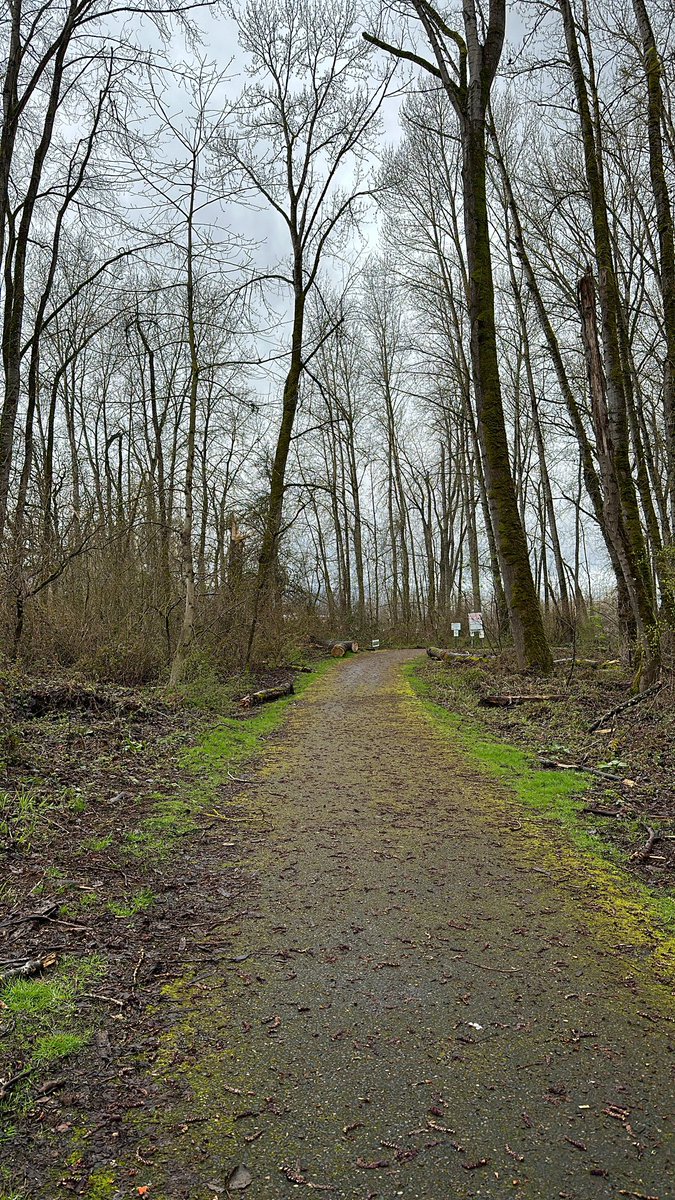 Lots of down trees! Looks like they been planting more though.
#kellypoint #northportland