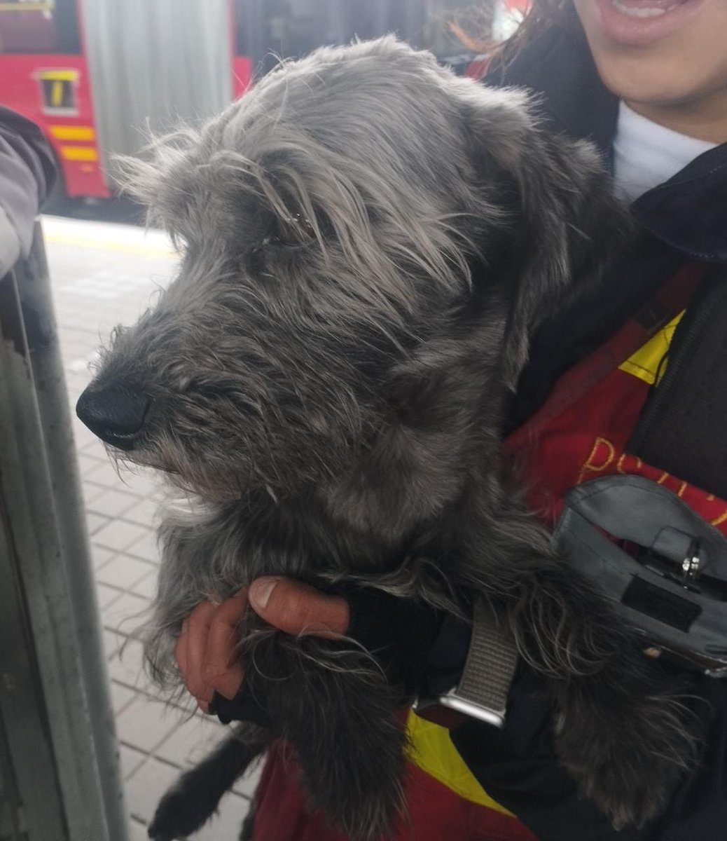 Este amigo 🐕 acaba de llegar al Portal del Norte. 

Puede que esté perdido, pues parece no estar acostumbrado a las multitudes y el ruido.

Estaba asustado, ya tomó agua y está en este momento con nuestro equipo.

Pedimos ayuda para difundir su foto 🙏