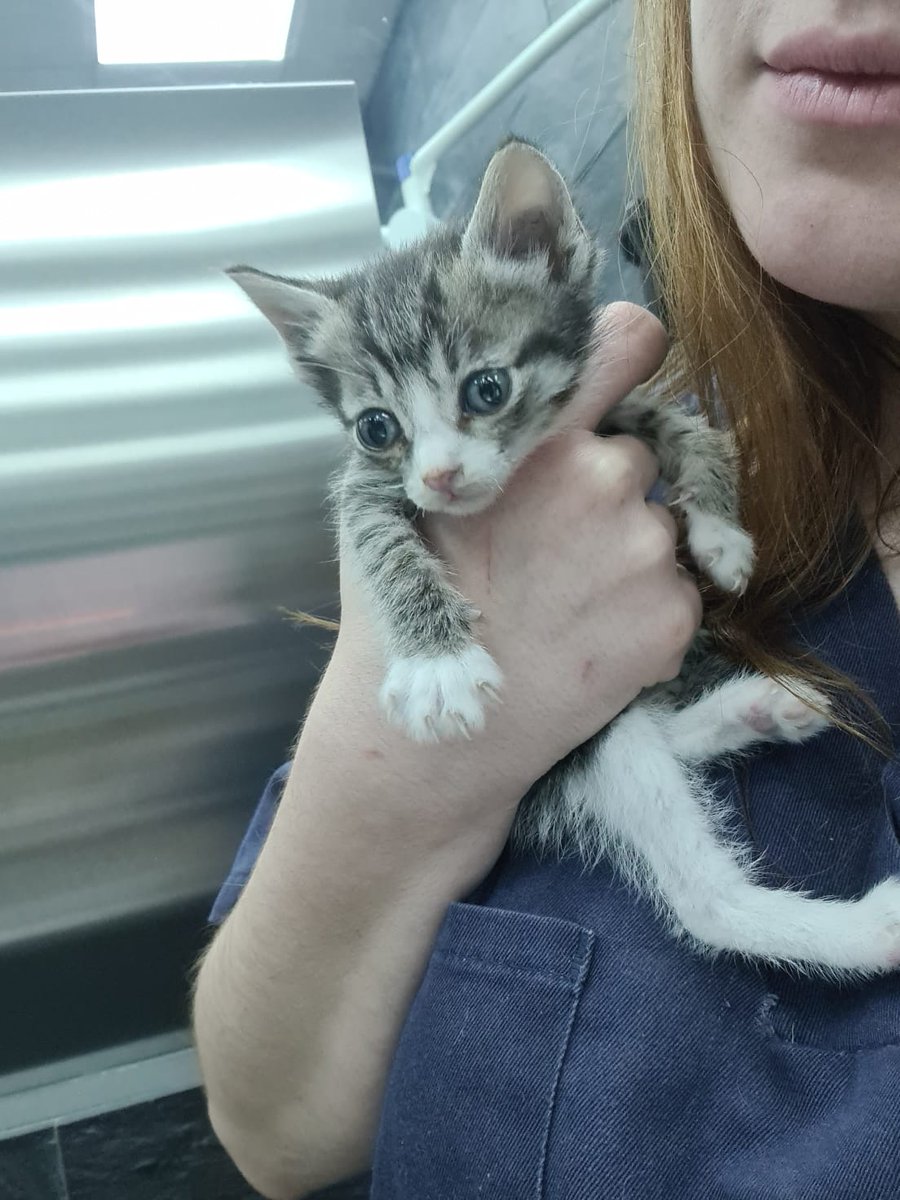 DieBatsuDie's tweet photo. Hey! Este pequeñajo está malito y necesita acogida urgente en Madrid. Necesita estar sin otros gatitos un mes y medio. Los gastos los cubre la protectora! 
Si no podéis acogerlo pero queréis ayudar económicante tenéis la información en el vídeo 💜

Gracias por ayudar a Cloud! RT? https://t.co/Jb5O9Xge4m