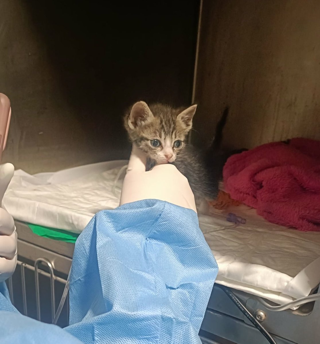 DieBatsuDie's tweet photo. Hey! Este pequeñajo está malito y necesita acogida urgente en Madrid. Necesita estar sin otros gatitos un mes y medio. Los gastos los cubre la protectora! 
Si no podéis acogerlo pero queréis ayudar económicante tenéis la información en el vídeo 💜

Gracias por ayudar a Cloud! RT? https://t.co/Jb5O9Xge4m