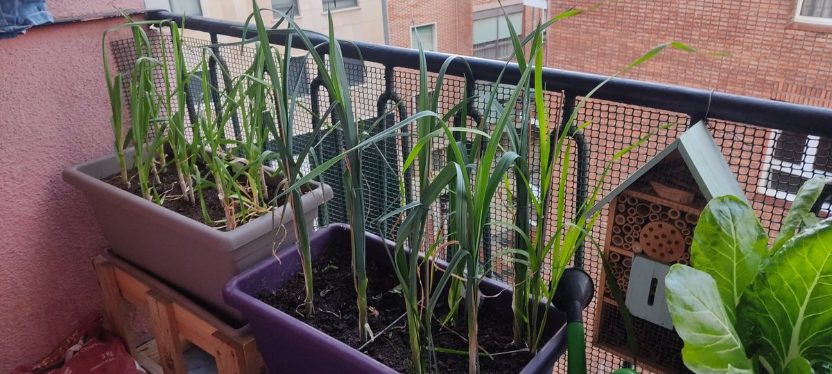 Cada vez que veo el huerto de mi balcón tengo más claro que todo deberíamos tener plantas (aunque sea un minicactus) y saber mínimo como cuidarlas. Este sería un mundo un poquitín mejor. #huertourbano