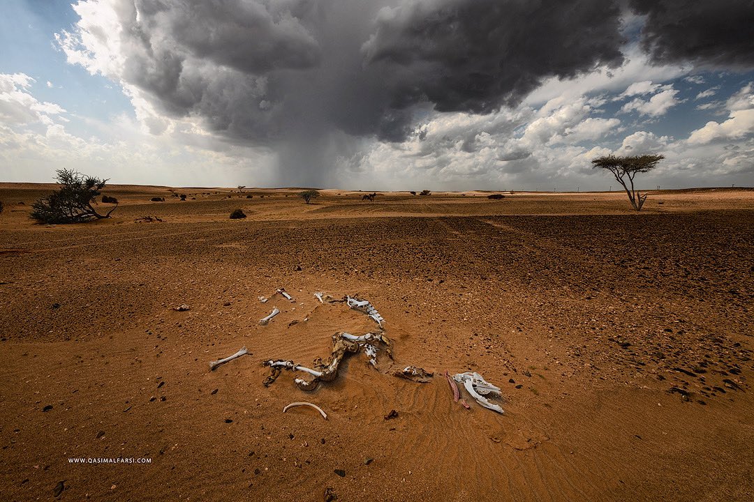 QasimAlFarsi1's tweet photo. Life and death and life keep going. a camel skeleton in the foreground While a thunder storm passing in the Horizon in Barzaman near #sinaw #oman . و الحياة مستمرة صورة لهيكل عظمي لاحد الجمال النافقة خلال عبور احد العواصف الرعدية في منطقة #برزمان ب #ولاية_سناو #سلطنة_عمان https://t.co/P1WSBphlQy