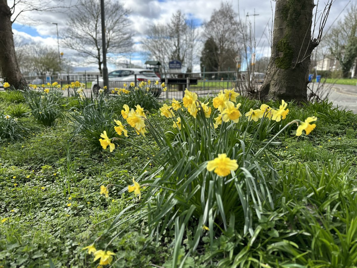 Cllr Laura Flynn (@cllrlauraflynn) on Twitter photo Lovely Spring morning for a litter pick around <a href="/OneHouseAspull/">The One House</a> with the #Aspull Helping Hedgehogs team. Daffodils looking absolutely glorious on #Haigh Road too 🌼 🦔 Lovely Spring morning for a litter pick around <a href="/OneHouseAspull/">The One House</a> with the #Aspull Helping Hedgehogs team. Daffodils looking absolutely glorious on #Haigh Road too 🌼 🦔