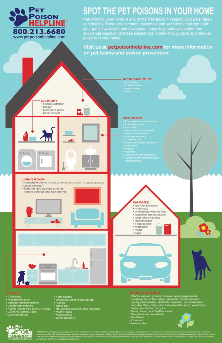 HealthCare_Pets's tweet photo. Keep these common household objects away from your cat or dog. For vet-approved info on #toxicfoods for cats and dogs: https://t.co/Bfc2iabRDX
.
.
#PetPoisons #PetPoisoning #PetPoisonings #PetSafety #PetDangers #PetHazards #PetToxins #PetPoisonPreventionAwarenessMonth #PetHazard https://t.co/bnEgTmILKV