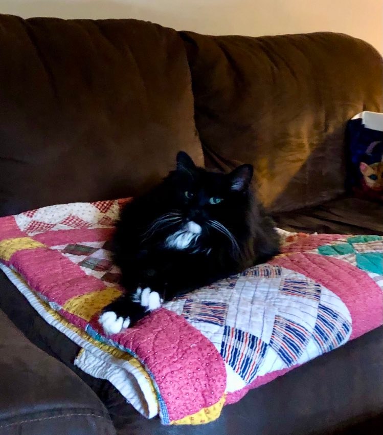 koffeecatt's tweet photo. Happy #Caturday from this beauty! #CatsOfTwitter https://t.co/OjoaBA7gLQ