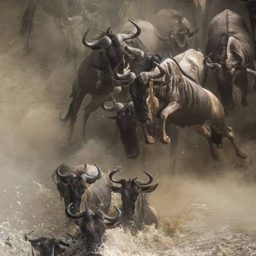 otrtanzania's tweet photo. The Great Wildebeest Migration has been dubbed the ‘the greatest show on Earth’. While thousands of tourists gather each year to witness its iconic river crossings, few know about its best-kept secret: the calving season! https://t.co/E7EKjkJXHy