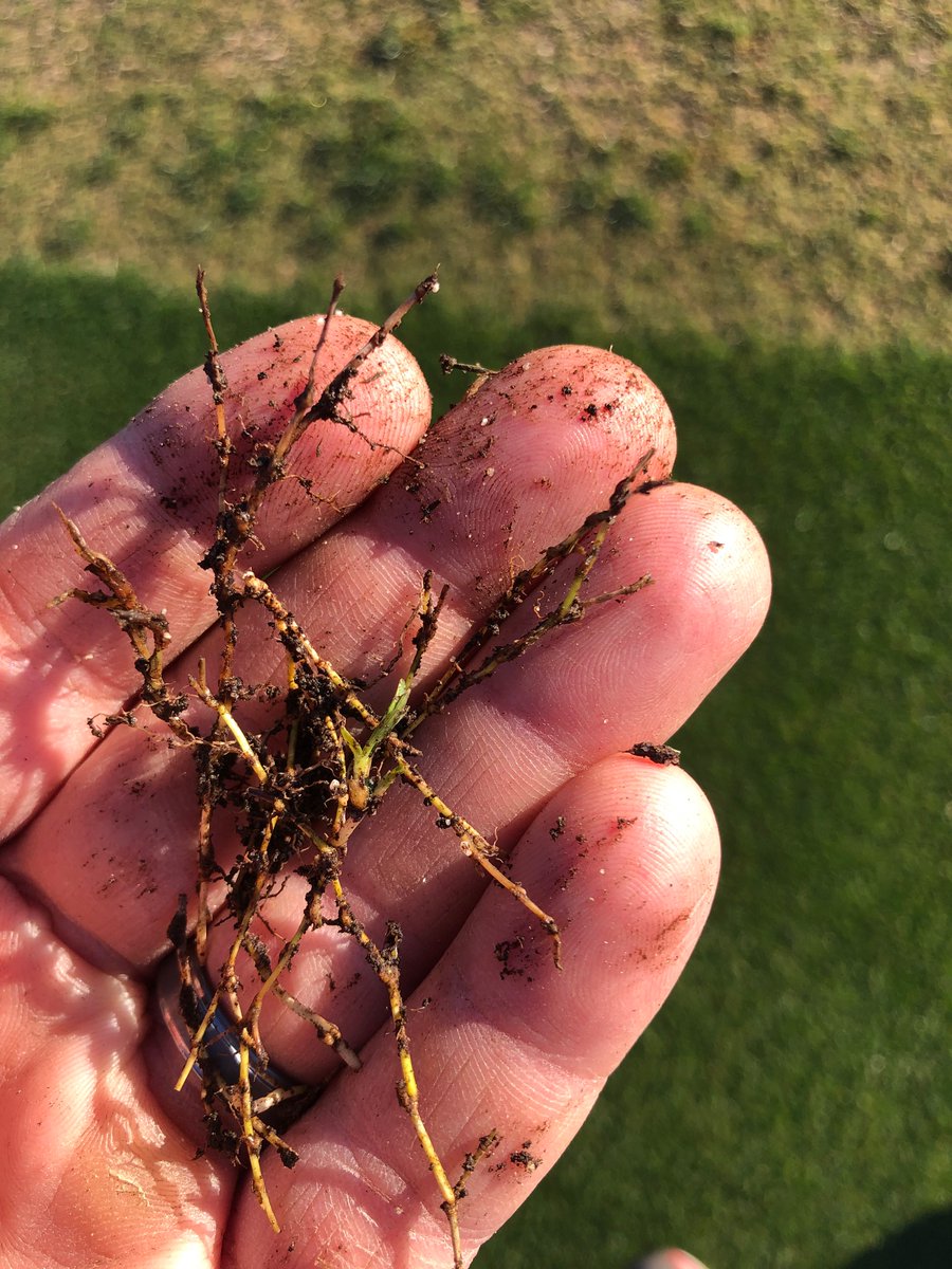 Golfsuper_ryan's tweet photo. Found some green Bermuda this morning on the fairways. @MissionHillsCC1 https://t.co/0kWmRHrSB8